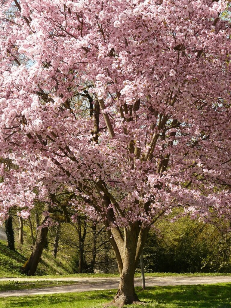 cherry blossom, blossom, bloom-6509.jpg
