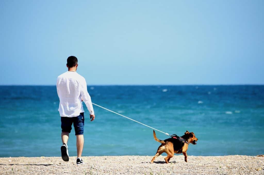 Image: Man travelling with a dog (source: Pixabay)