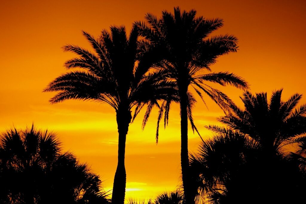 palm trees against a vibrant sunset sky in Sarasota, Florida