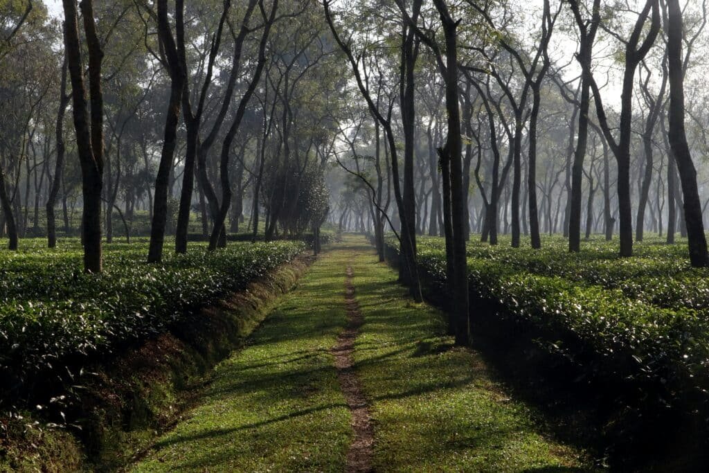 A tranquil footpath through lush tea gardens in Srimangal Tea Gardens