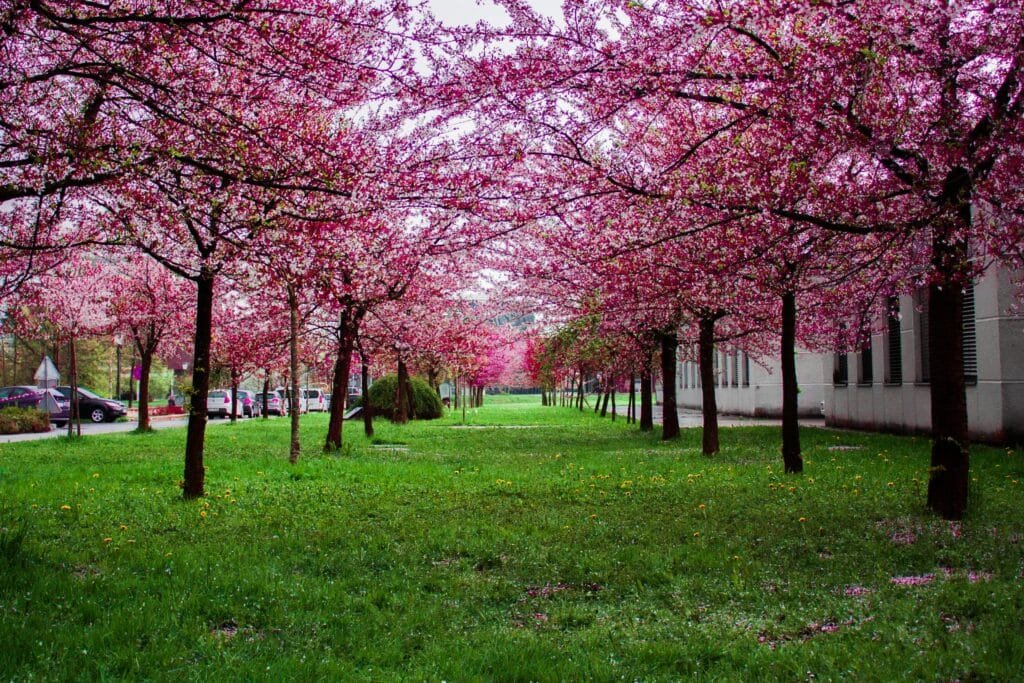 Beautiful cherry blossom trees line a park in springtime offering a vibrant display of pink blossoms representing best cherry blossom in usa