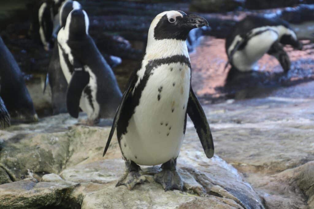 African penguins standing on rocks showcasing their natural habitat and behavior