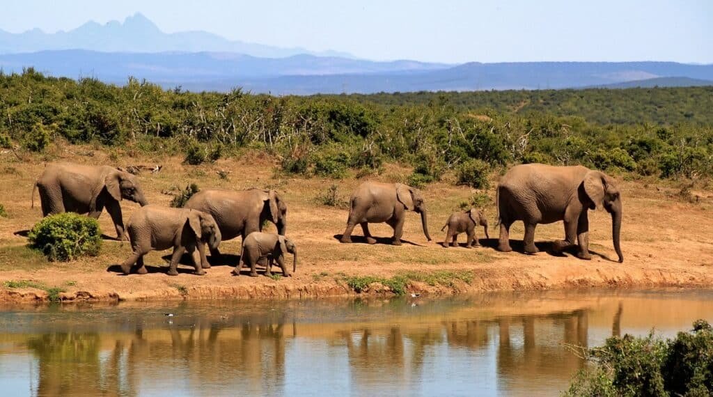 elephants, herd, safari, calves, baby elephants, african bush elephants, family, pachyderms, african savanna elephants, animals, large animals, mammals, wild animals, wildlife, fauna, wilderness, national park, nature reserve, nature, elephants, elephants, elephants, elephants, safari, safari, safari, safari, family, family, national park