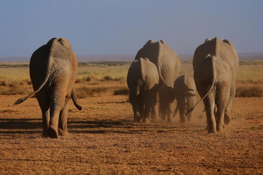 A herd of elephants gracefully walks through the savanna in Kajiado County Kenya showcasing wildlife beauty