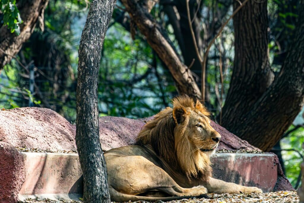 A majestic lion rests peacefully on a stone platform in a forested area representing Best Time of Year to Go on African Safari.