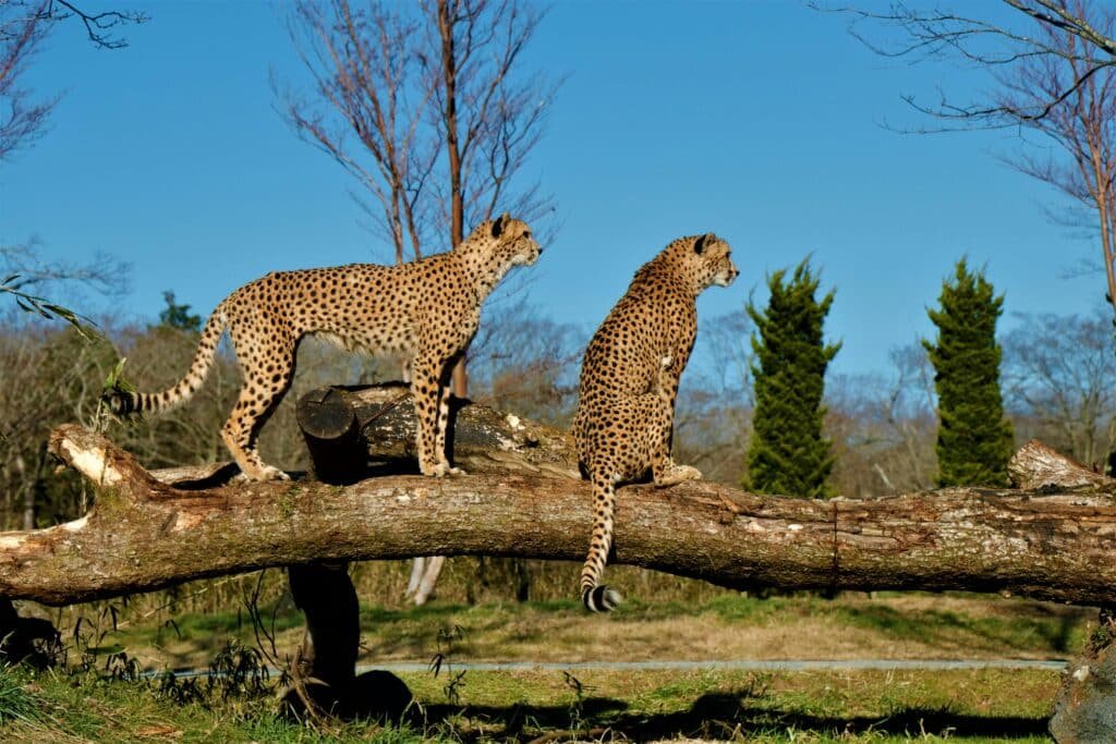 Two cheetahs perched on a tree trunk in Susono Japan under a clear sky representing Best Time of Year to Go on African Safari 